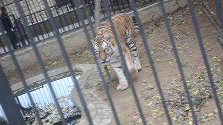 Bakı Zooparkında heyvanlara “aclıq günü” elan edilib - REPORTAJ