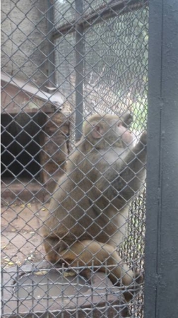 Bakı Zooparkında heyvanlara “aclıq günü” elan edilib - REPORTAJ