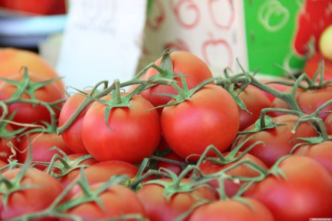 Azərbaycanın daha 7 müəssisəsinə Rusiyaya pomidor ixrac etməyə icazə verilib