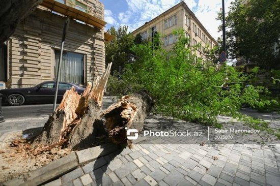 Güclü külək paytaxtda ağacları aşırdı - FOTO